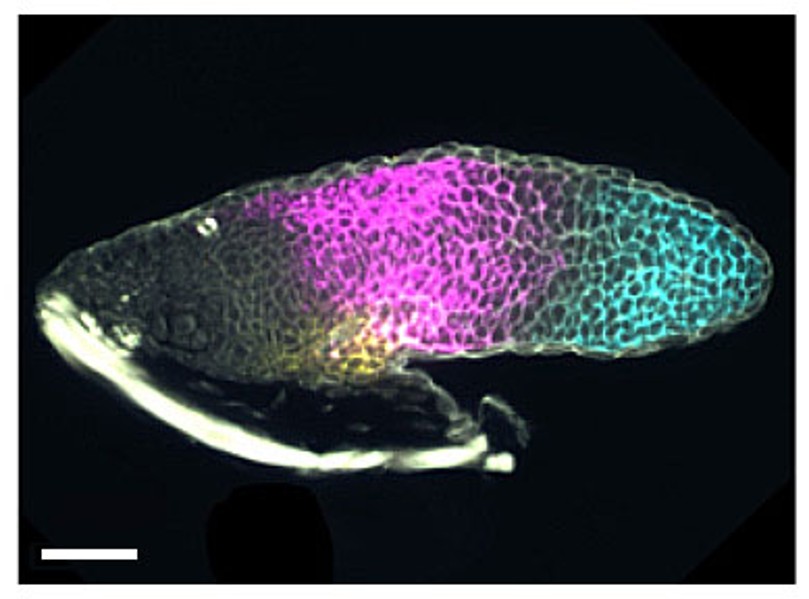 Visualisation of positional values in a larval limb bud